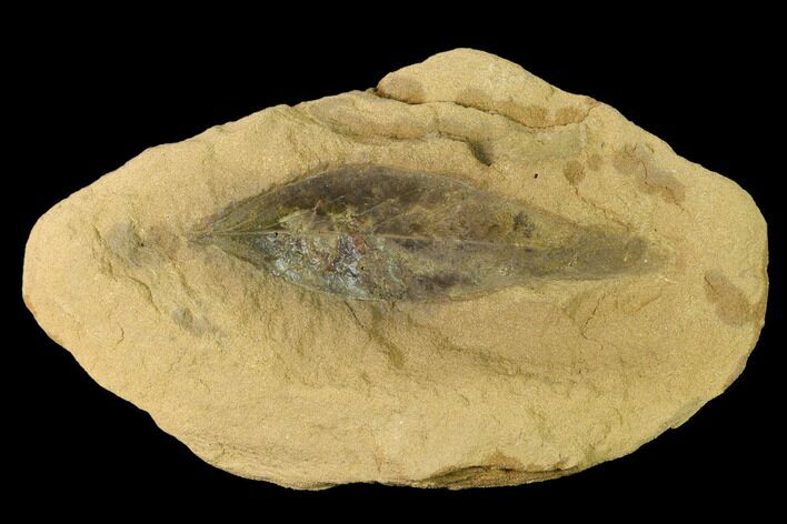 Cretaceous Fossil Leaf (Daphnophyllum) - Kansas #143482
